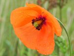 Mak polny (Papaver rhoeas L.)