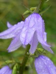 Dzwonek rozpierzchły (Campanula patula L.)