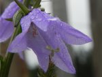Dzwonek rozpierzchły (Campanula patula L.)