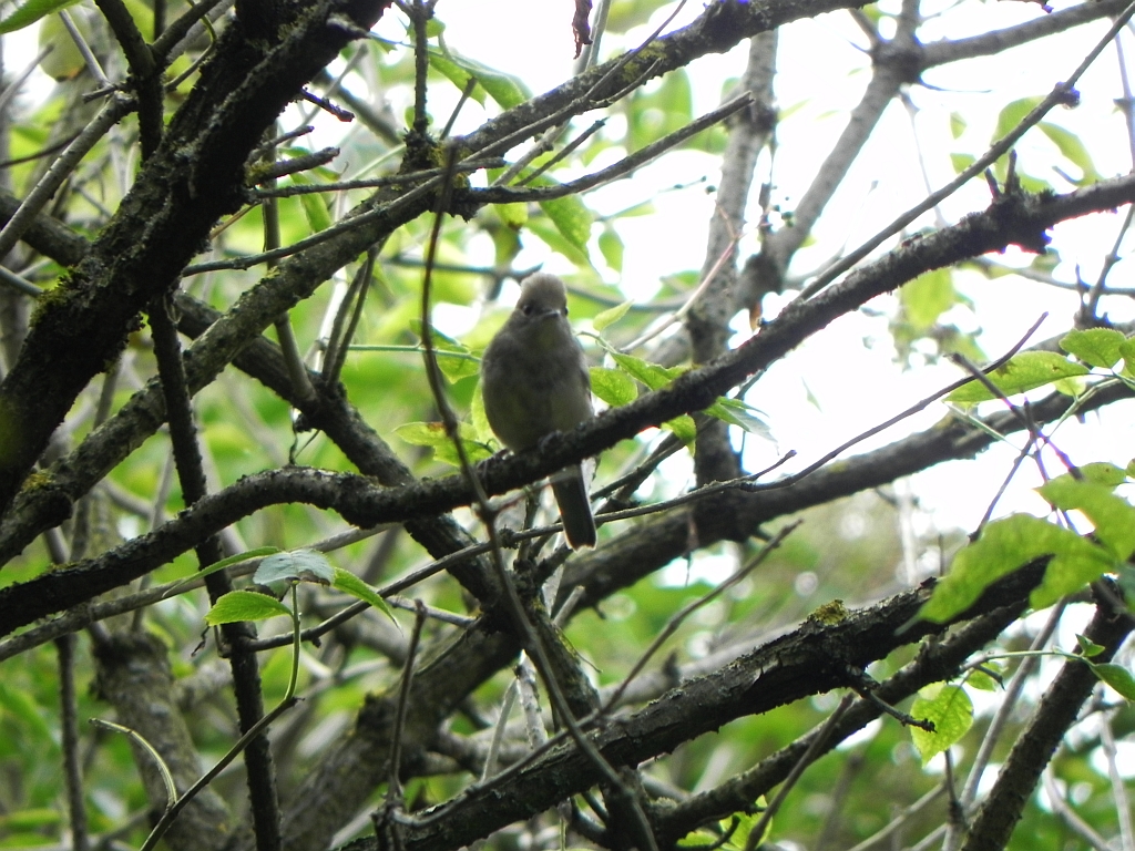 Cierniówka (Sylvia communis)