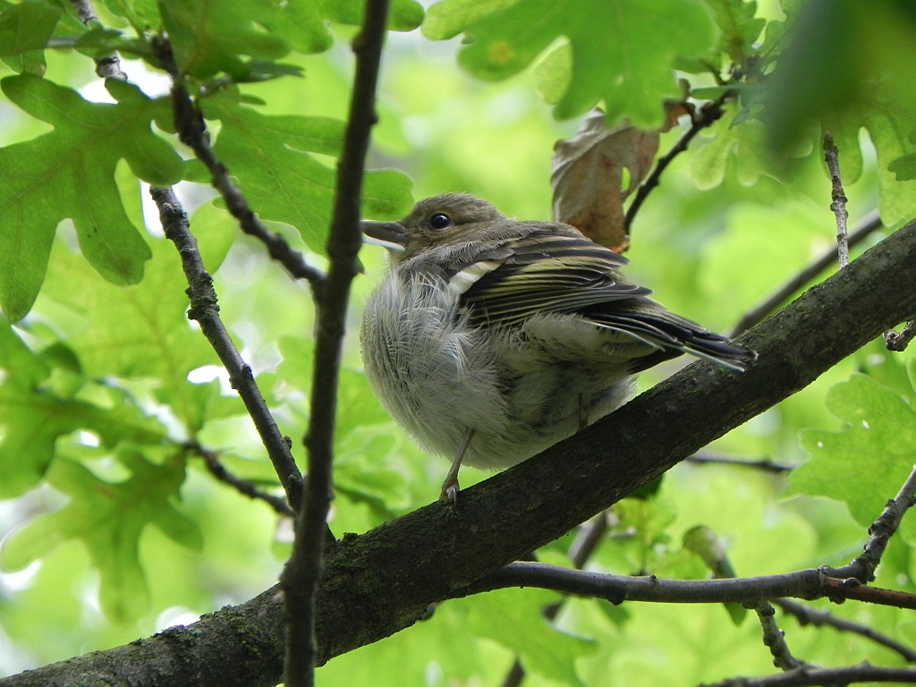 Zięba zwyczajna (Fringilla coelebs)