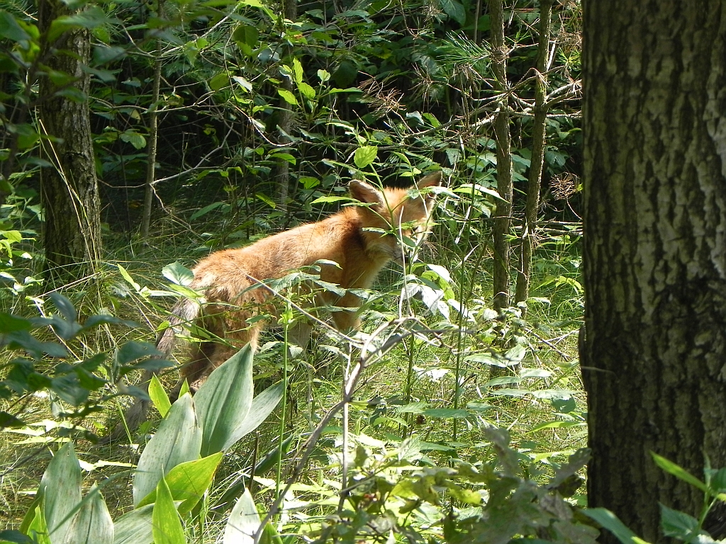 Lis, lis pospolity, lis rudy (Vulpes vulpes)