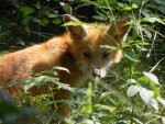 Lis, lis pospolity, lis rudy (Vulpes vulpes)