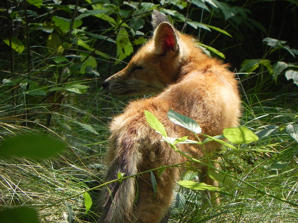 Lis, lis pospolity, lis rudy (Vulpes vulpes)