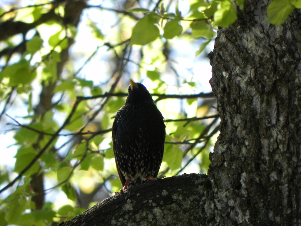 Szpak (Sturnus vulgaris)