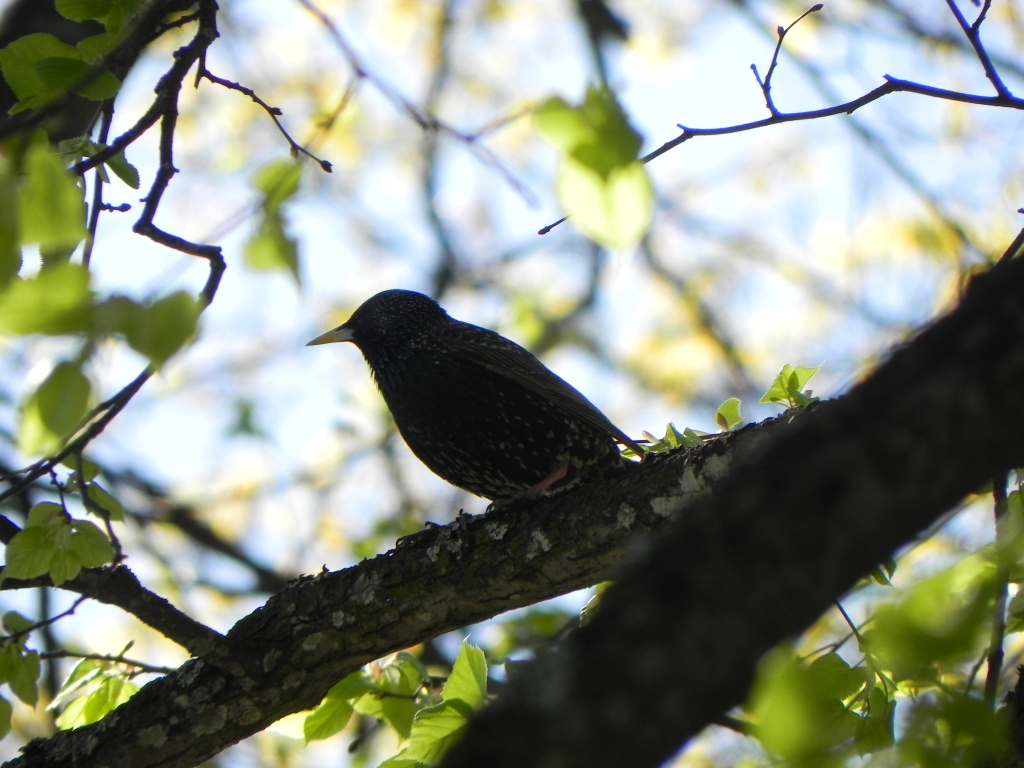 Szpak (Sturnus vulgaris)
