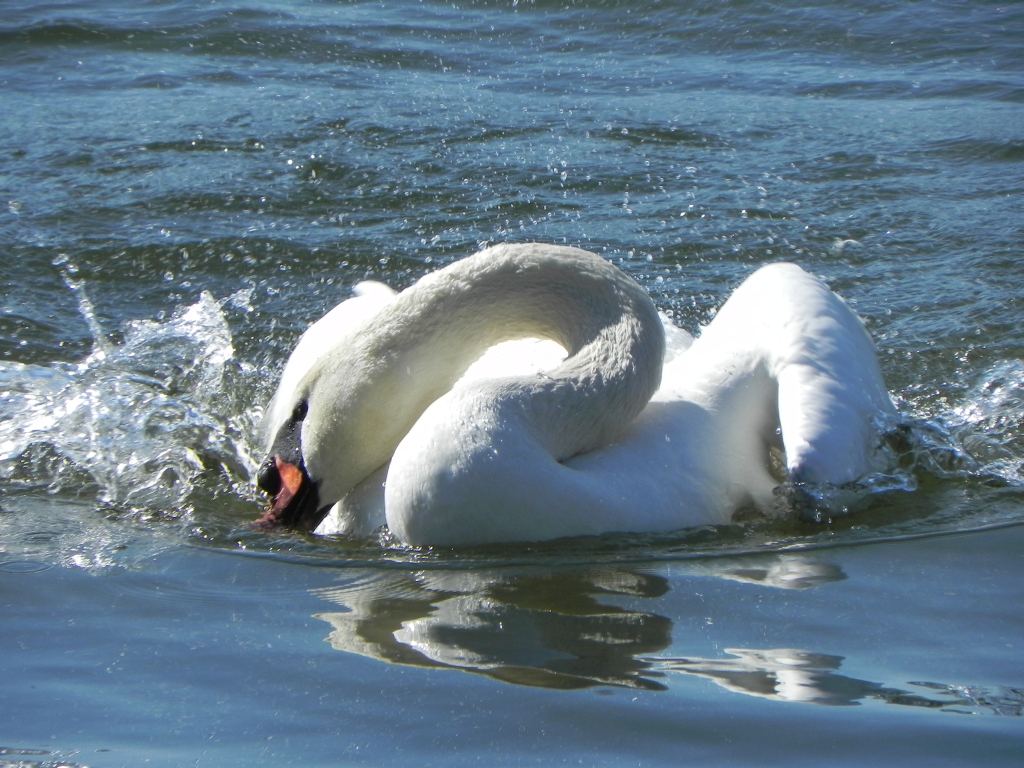 Łabędź niemy (Cygnus olor)