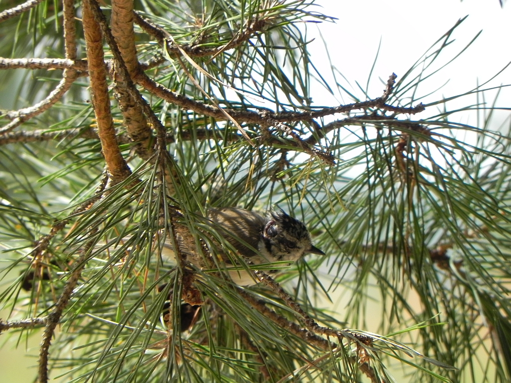 Sikora czubatka (Parus cristatus)