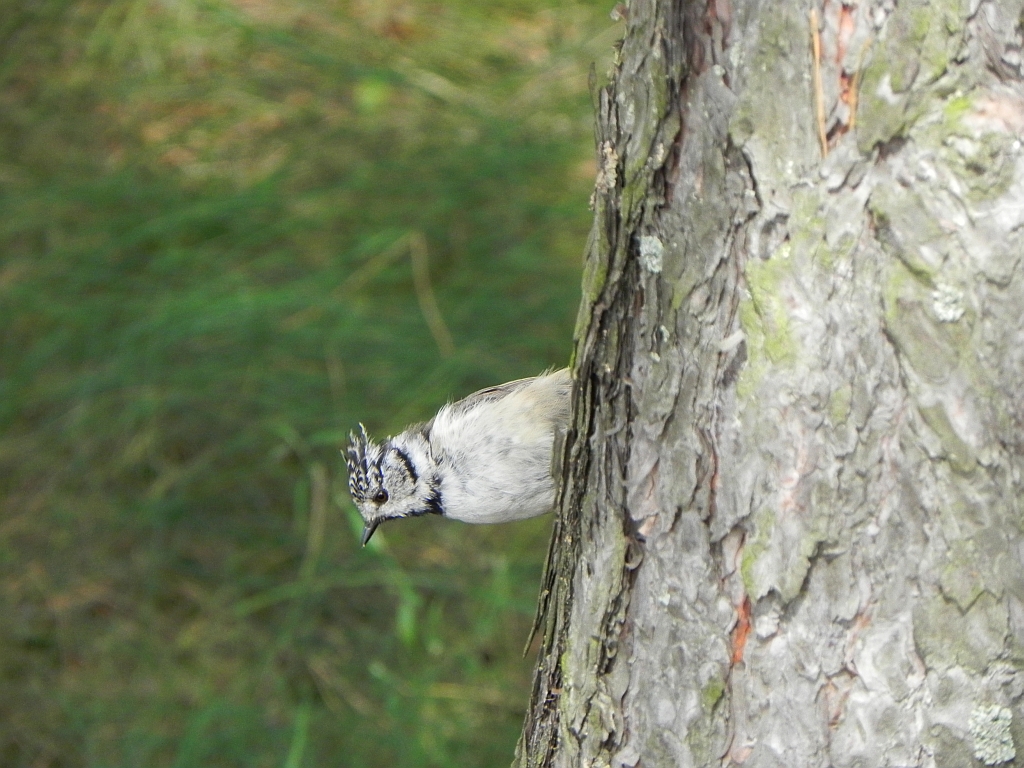 Sikora czubatka (Parus cristatus)