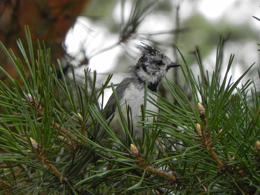 Sikora czubatka (Parus cristatus)