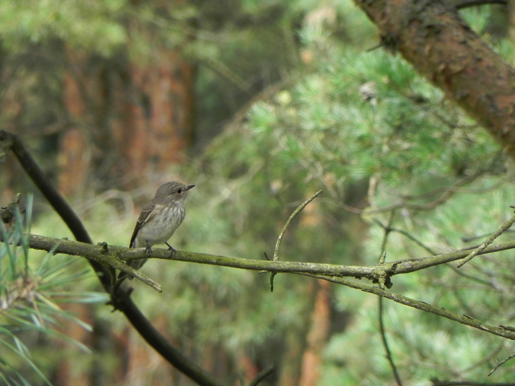 Muchołówka szara (Muscicapa striata)