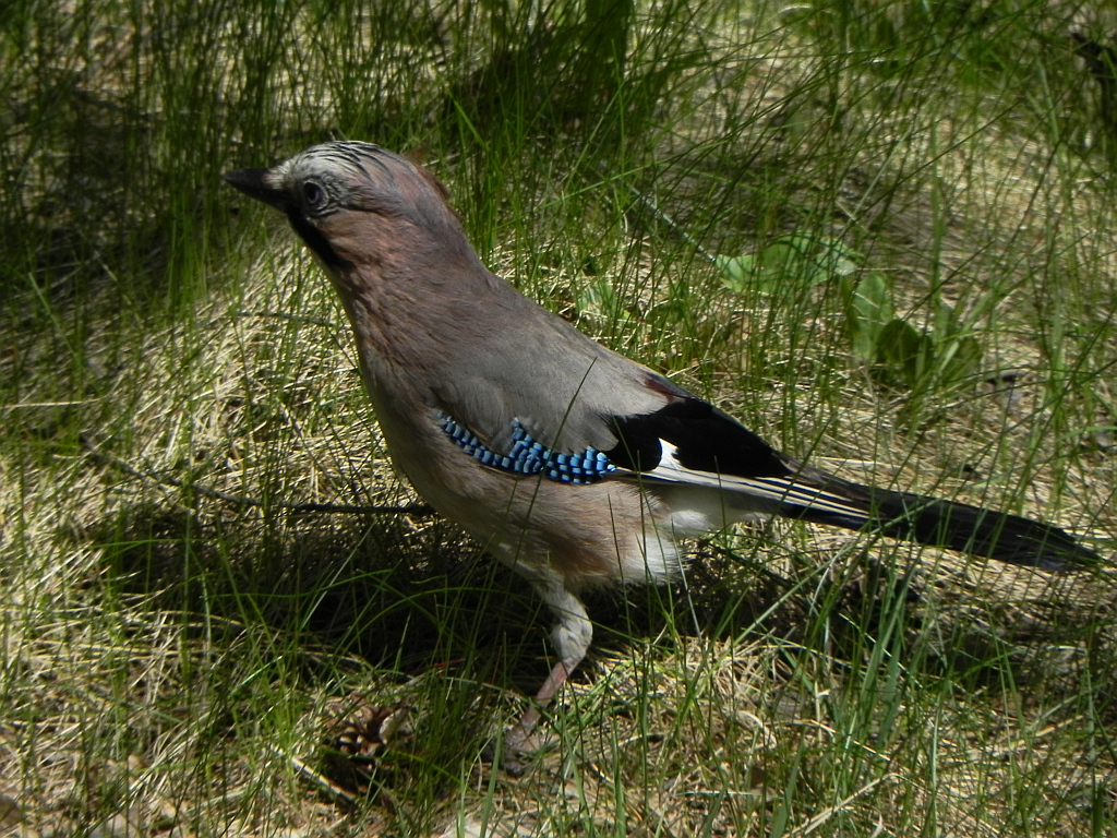 Sójka zwyczajna, sójka, sójka żołędziówka(Garrulus glandarius)