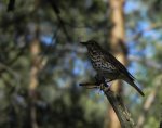 Drozd śpiewak (Turdus philomelos; syn. T. ericetorum)