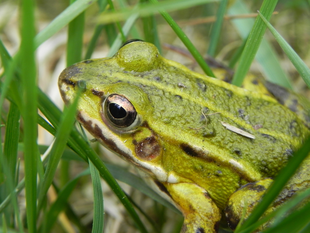 Żaba wodna (Rana esculenta)