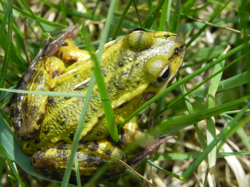 Żaba wodna (Rana esculenta)
