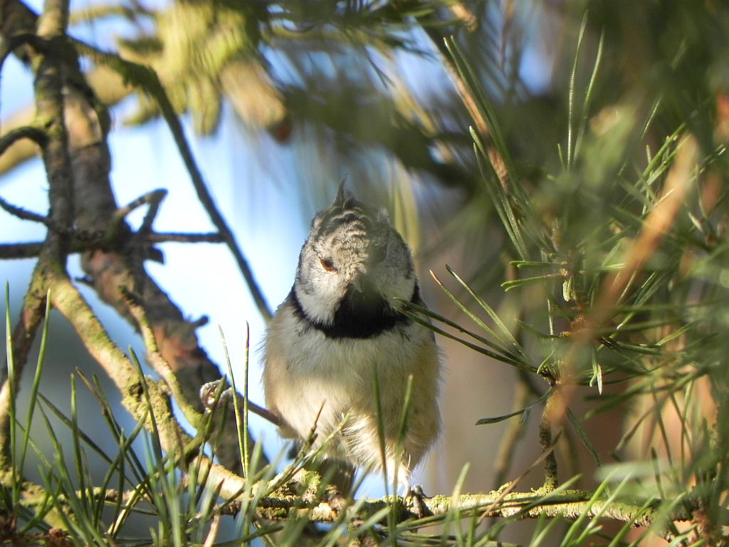 Sikora czubatka (Parus cristatus)