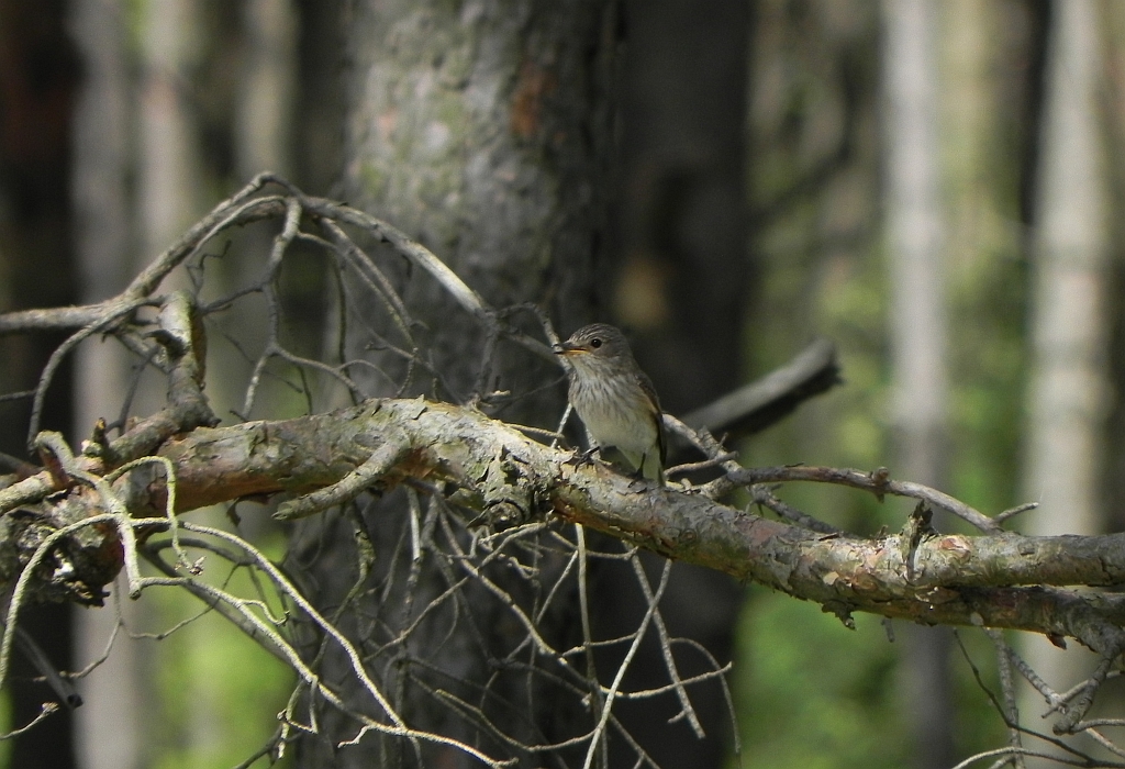 Muchołówka szara (Muscicapa striata)