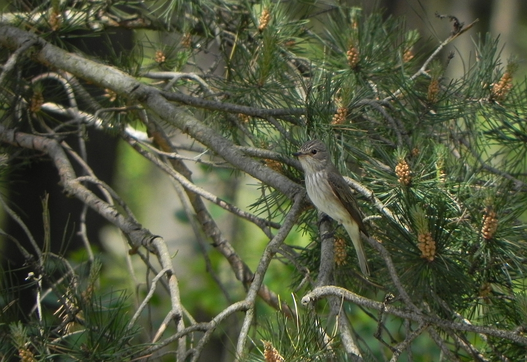 Muchołówka szara (Muscicapa striata)