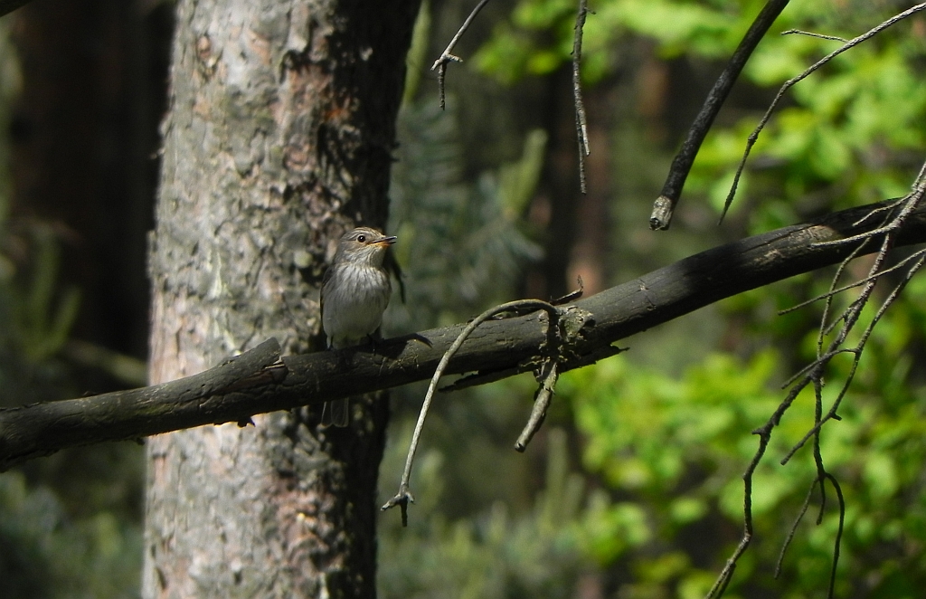 Muchołówka szara (Muscicapa striata)