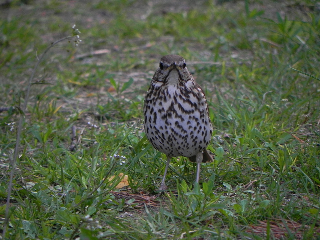 Drozd śpiewak (Turdus philomelos; syn. T. ericetorum)