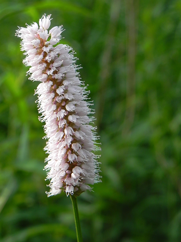 Rdest wężownik (Polygonum bistorta)