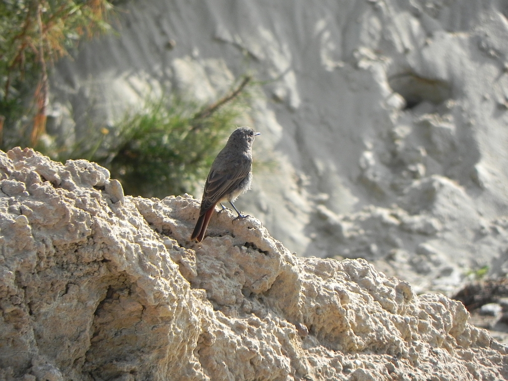 Kopciuszek zwyczajny, kopciuszek (Phoenicurus ochruros)