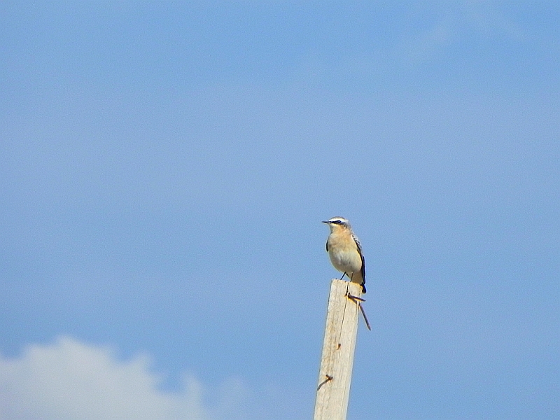 Białorzytka zwyczajna, białorzytka (Oenanthe oenanthe)