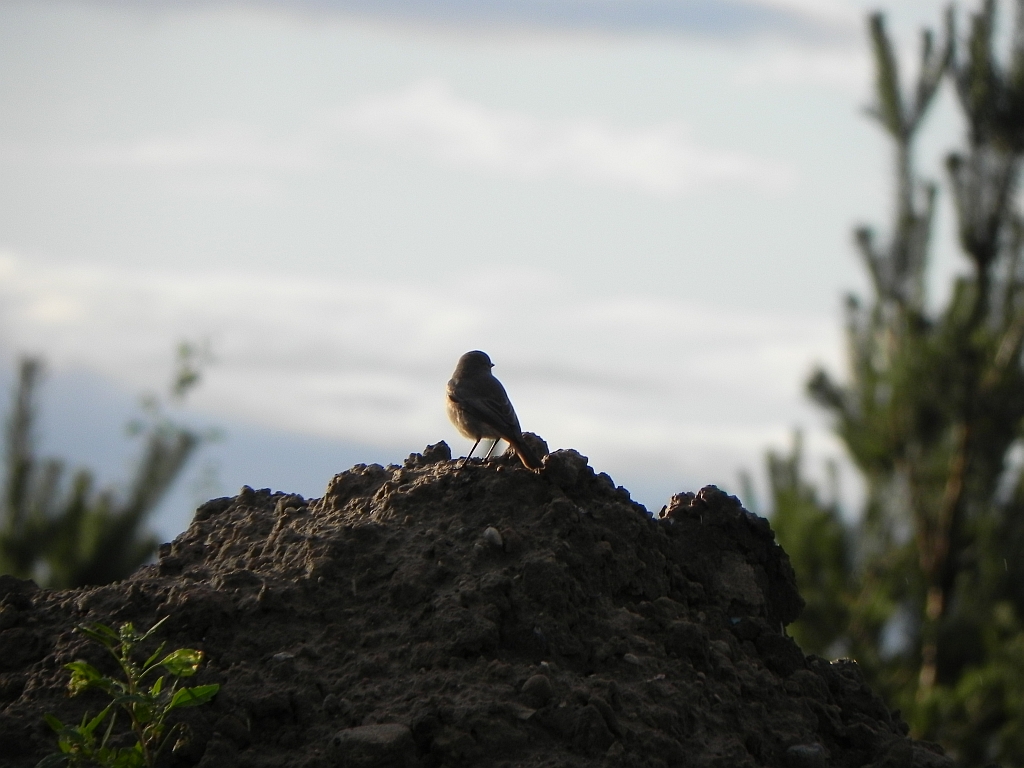 Kopciuszek zwyczajny, kopciuszek (Phoenicurus ochruros)