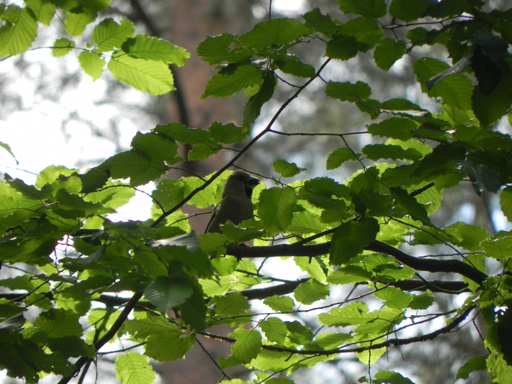 Grubodziób zwyczajny, pestkojad, grabołusk (Coccothraustes coccothraustes)