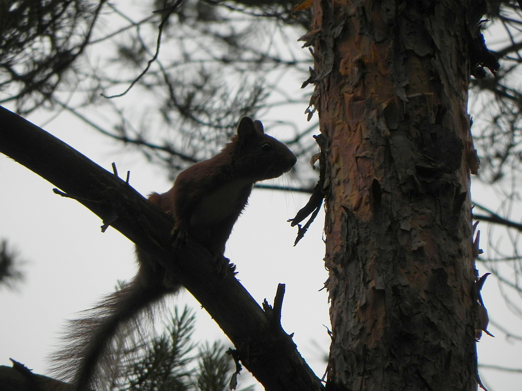 Wiewiórka pospolita, wiewiórka ruda (Sciurus vulgaris)