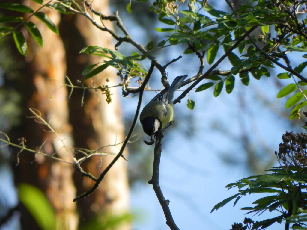 Bogatka, sikora bogatka (Parus major)
