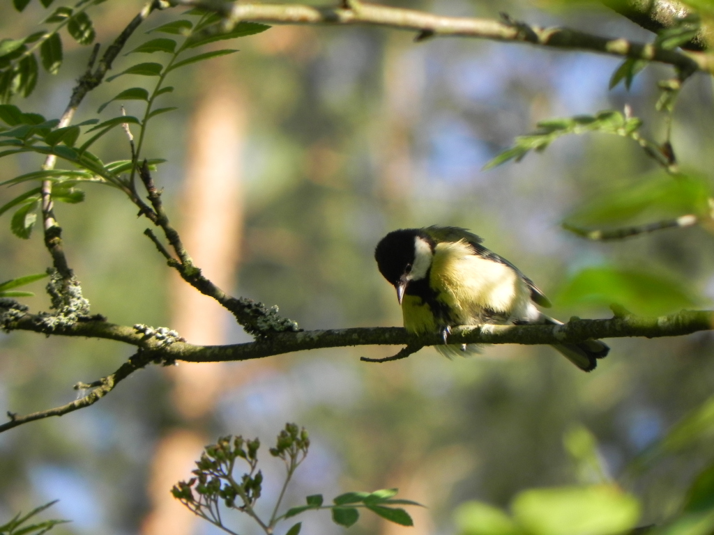 Bogatka, sikora bogatka (Parus major)