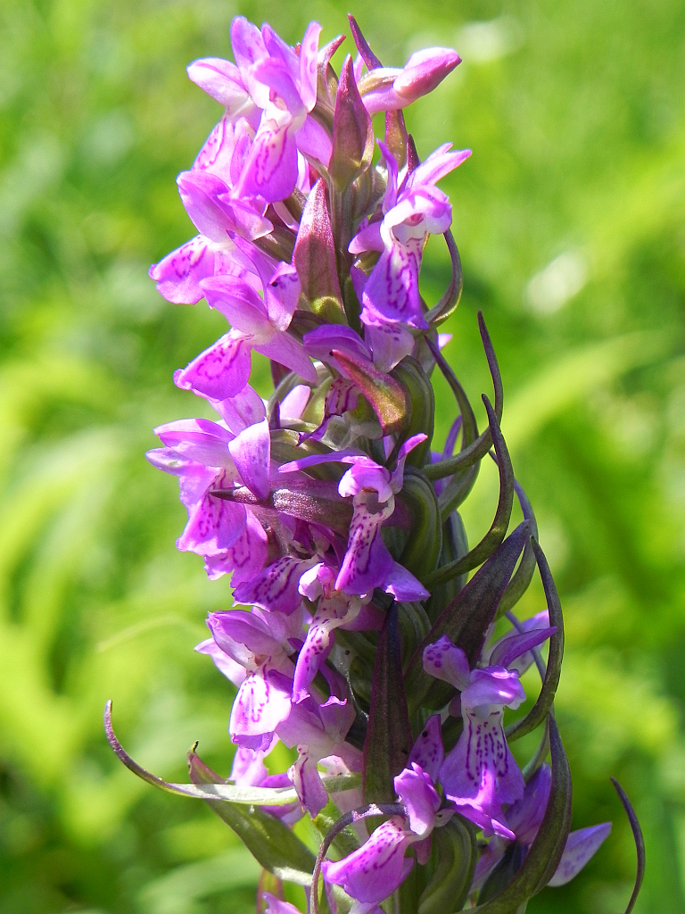 Kukułka krwista, stoplamek krwisty, storczyk krwisty, kukułka krwista typowa, stoplamek krwisty typowy, storczyk krwisty typowy (Dactylorhiza incarnata)