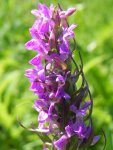 Kukułka krwista, stoplamek krwisty, storczyk krwisty, kukułka krwista typowa, stoplamek krwisty typowy, storczyk krwisty typowy (Dactylorhiza incarnata)