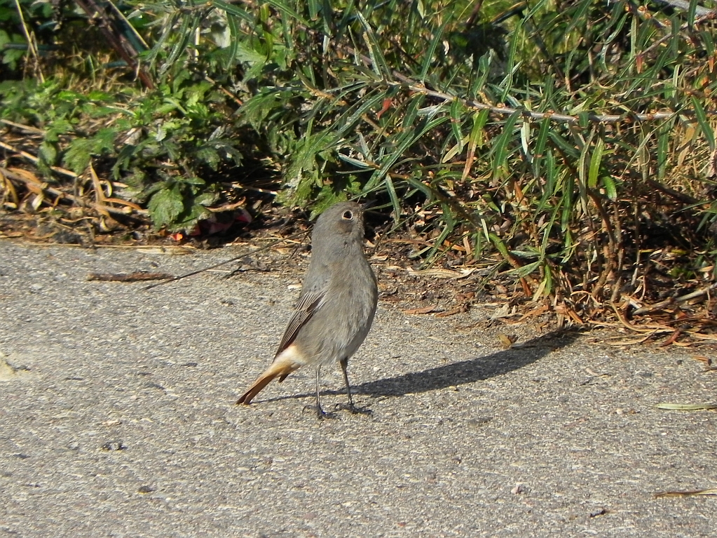 Kopciuszek zwyczajny, kopciuszek (Phoenicurus ochruros)