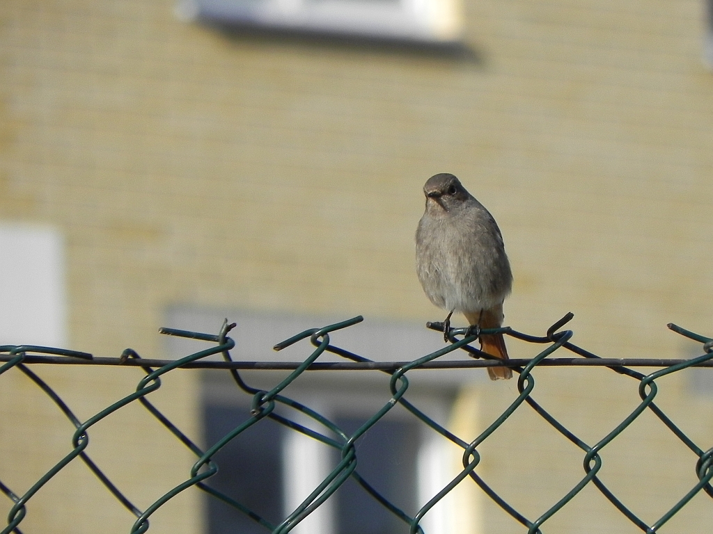 Kopciuszek zwyczajny, kopciuszek (Phoenicurus ochruros)