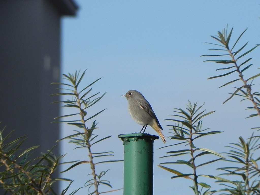 Kopciuszek zwyczajny, kopciuszek (Phoenicurus ochruros)