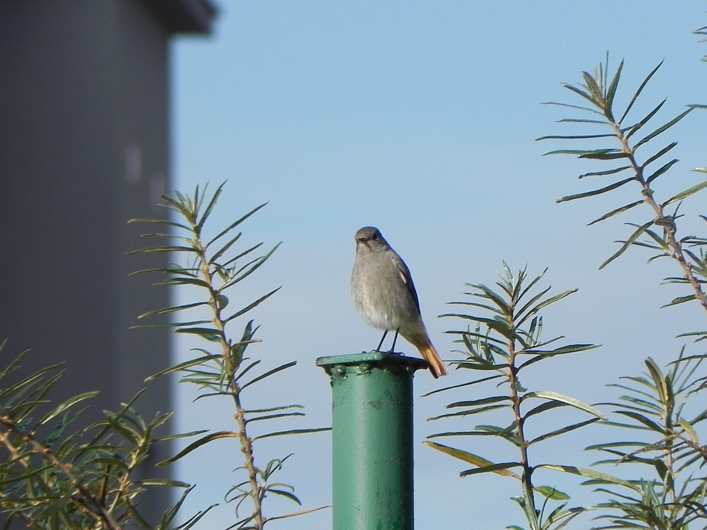 Kopciuszek zwyczajny, kopciuszek (Phoenicurus ochruros)