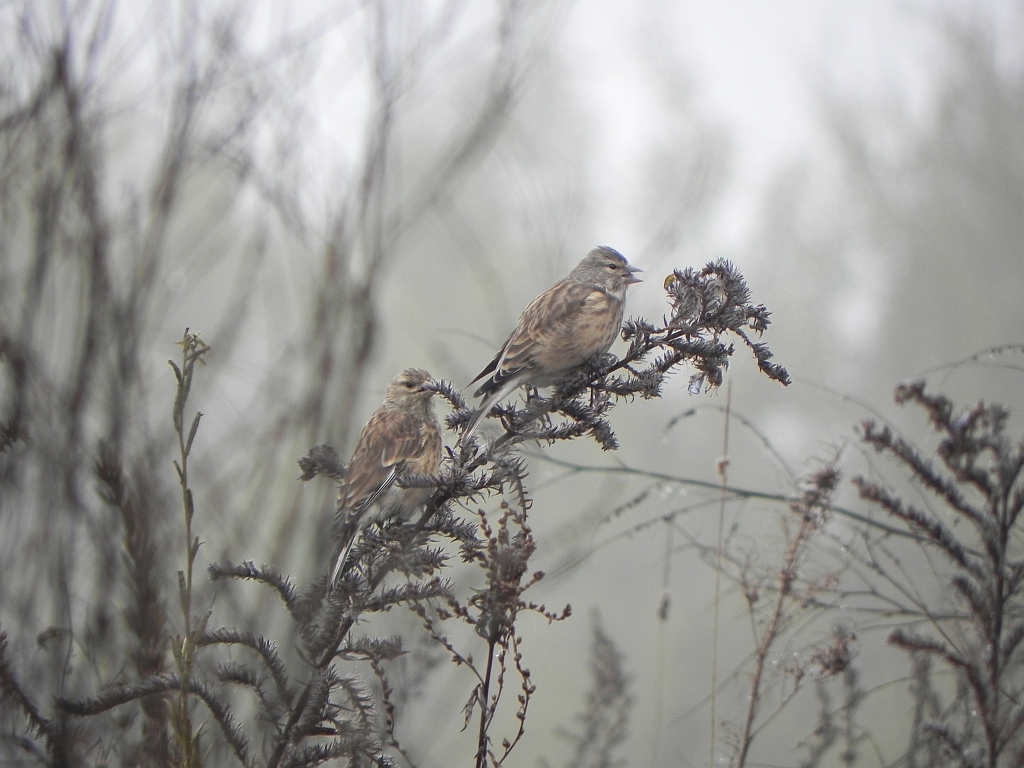 Makolągwa zwyczajna, makolągwa (Carduelis cannabina)