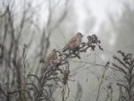 Makolągwa zwyczajna, makolągwa (Carduelis cannabina)