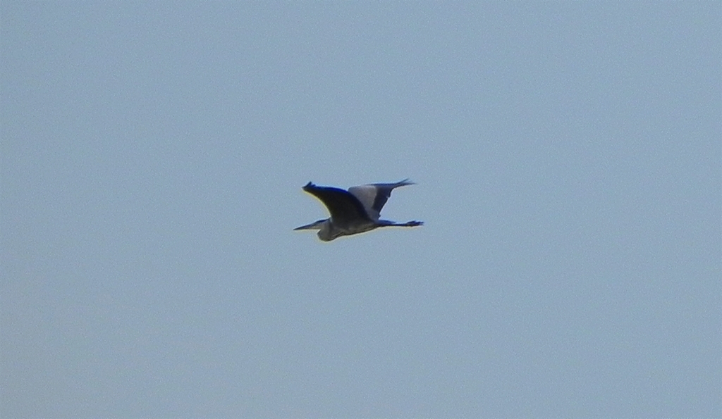 Czapla siwa (Ardea cinerea)