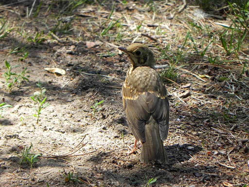 Drozd śpiewak (Turdus philomelos; syn. T. ericetorum)