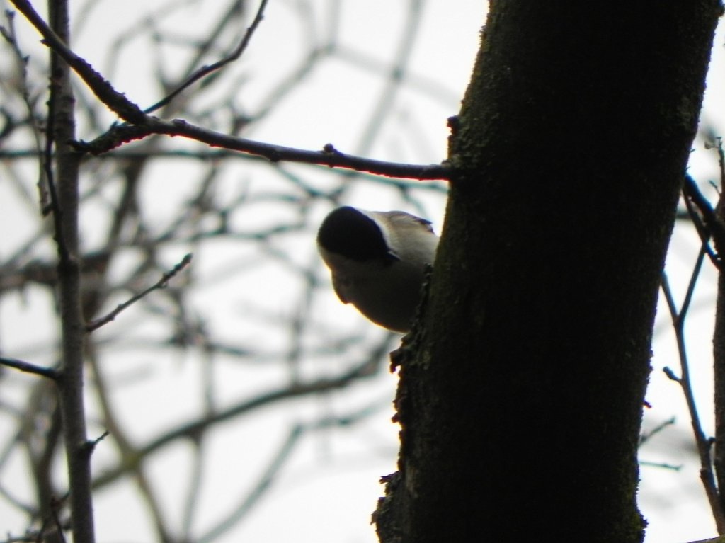 Czarnogłówka (Parus montanus)