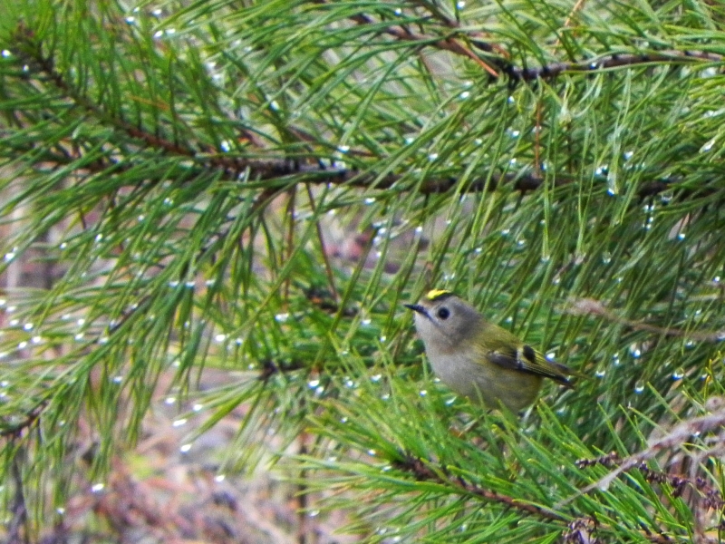 Mysikrólik zwyczajny (Regulus regulus)