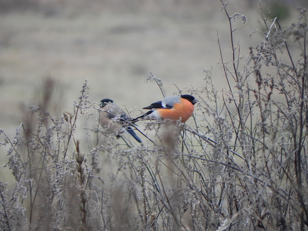 Gil (Pyrrhula pyrrhula)