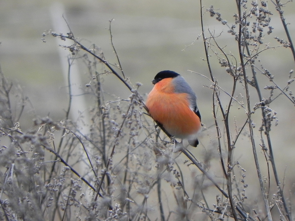 Gil (Pyrrhula pyrrhula)