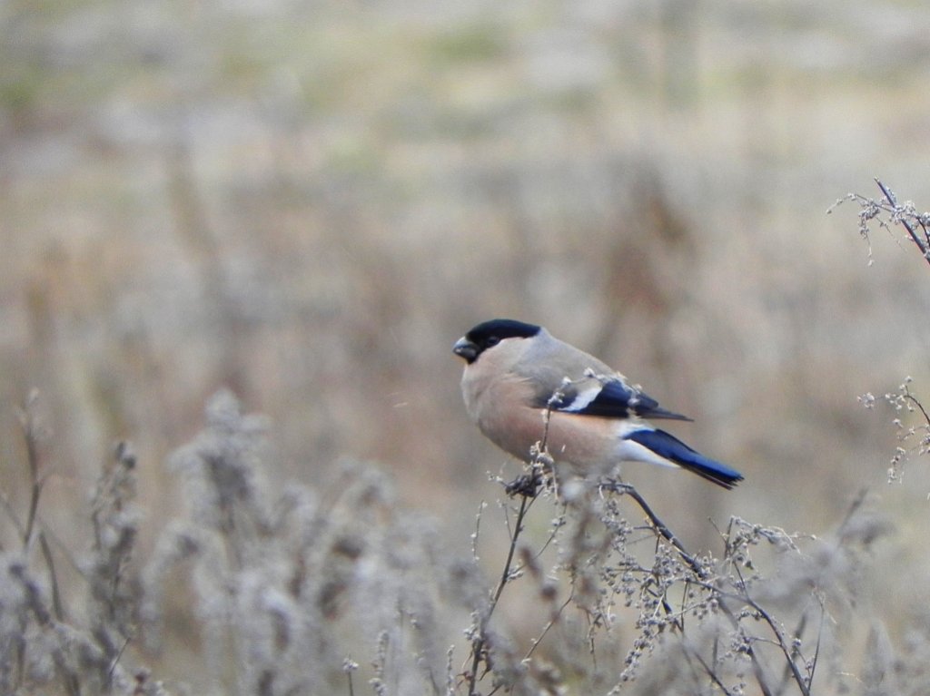 Gil (Pyrrhula pyrrhula)