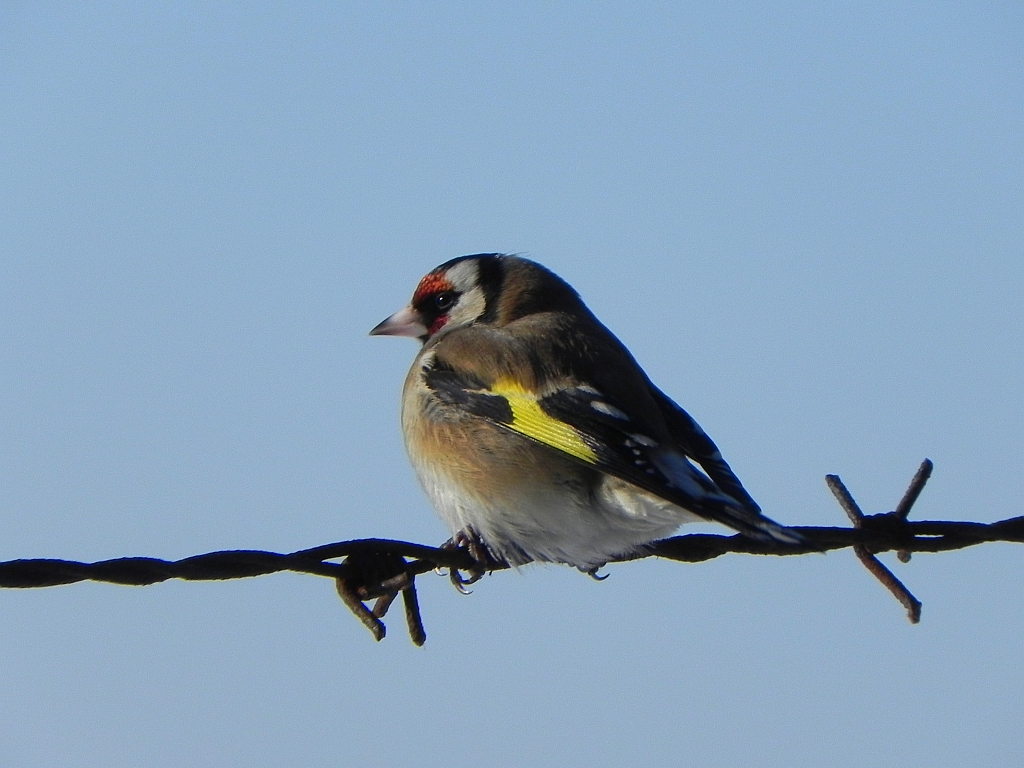Szczygieł (Carduelis carduelis)