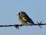 Szczygieł (Carduelis carduelis)