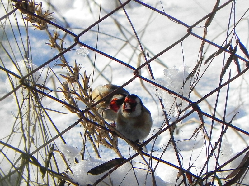 Szczygieł (Carduelis carduelis)